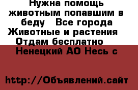 Нужна помощь животным попавшим в беду - Все города Животные и растения » Отдам бесплатно   . Ненецкий АО,Несь с.